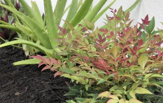 mandurah magic 4 A Beautiful Aloe Vera Plant